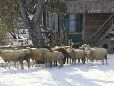 Bukowina Tatrzaska Sylwester w Bukowinie Tatrzaskiej na nartach