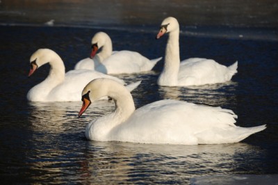 sylwester Lidzbark Warmi�ski zabawa sylwestrowa w Lidzbarku Warmi�skim nad jeziorem