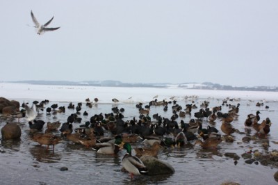 sylwester Sejny zabawa sylwestrowa w Sejnach nad jeziorem